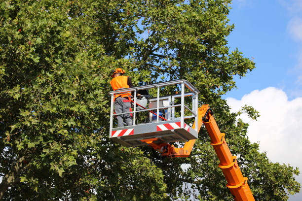 Colusa, CA Tree Removal Company